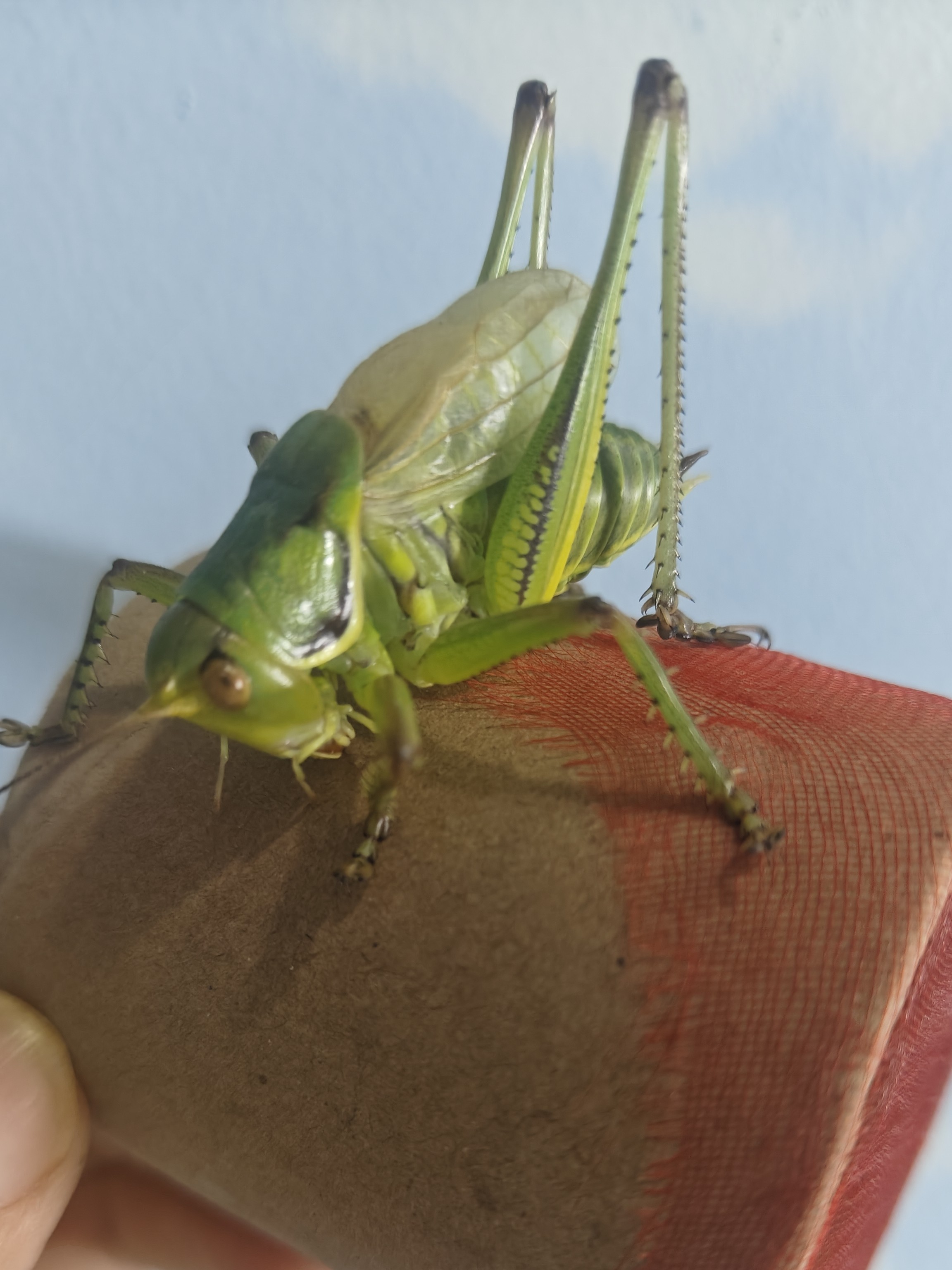 胶东绿蝈蝈野籽蝈蝈新脱鸣虫叫声清脆（顺丰包邮 偏远地区不包邮）