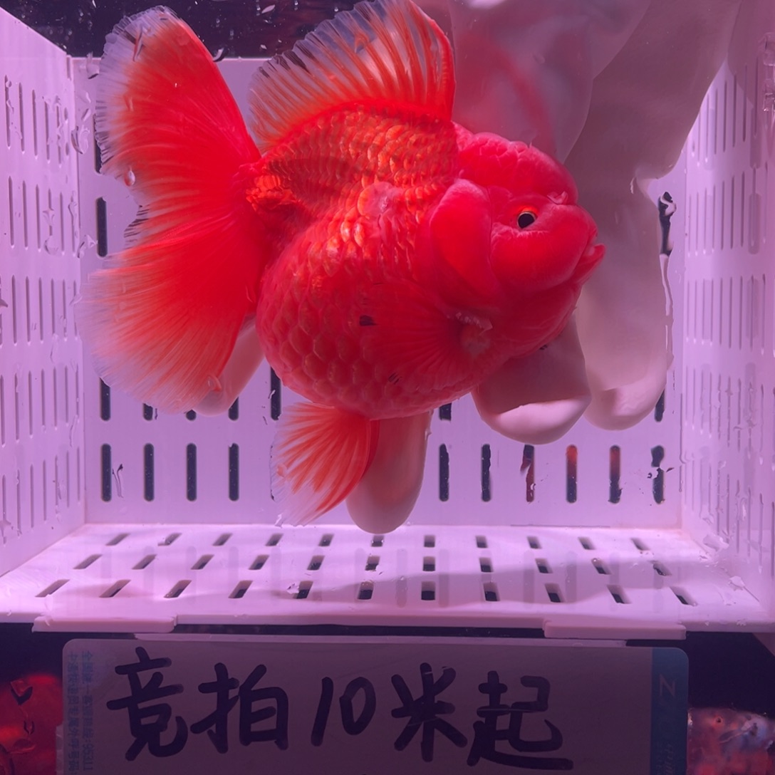 金鱼泰狮金鱼渔场直发