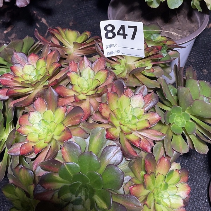 847海王七彩3-5法师