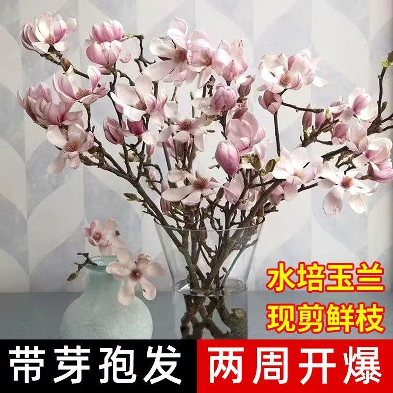 玉兰花鲜切枝带花苞室内鲜花花卉好养易活无异味森系