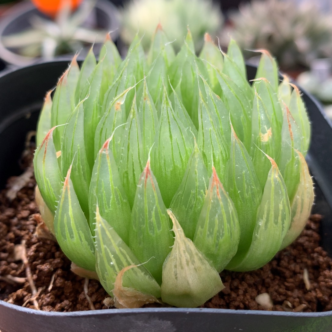 实生原始玉露，脱土发货