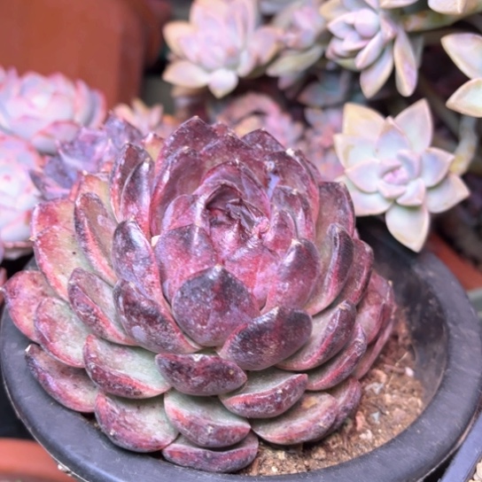 树**止多肉植物的植物