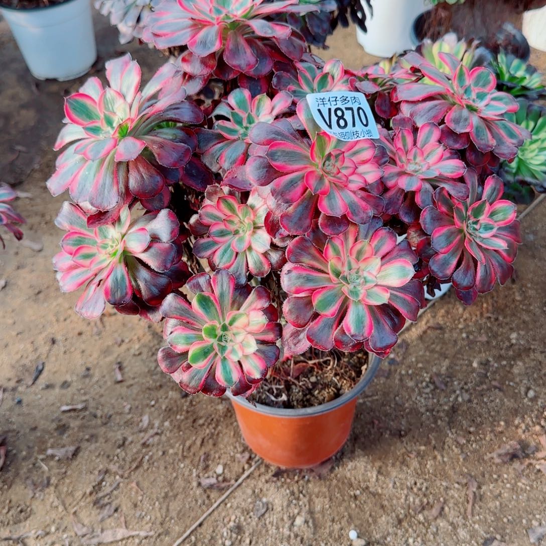 丽娜法师870冠幅26