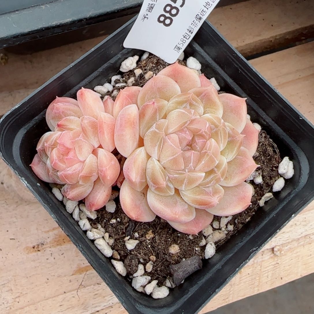 冰魄飘枝，8851多肉