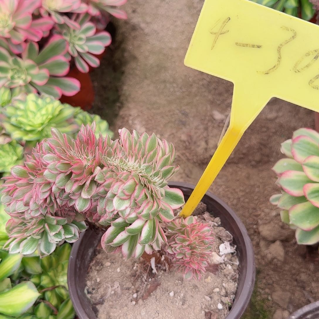 ?****?4-302---多头多肉植物