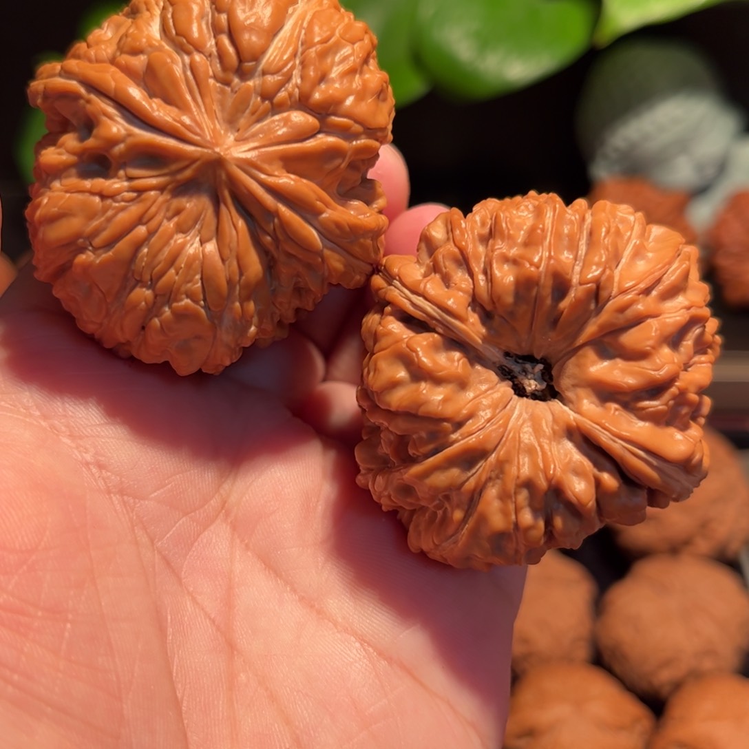 【闪购商品】文玩核桃把件闷墩凹底边47肚50