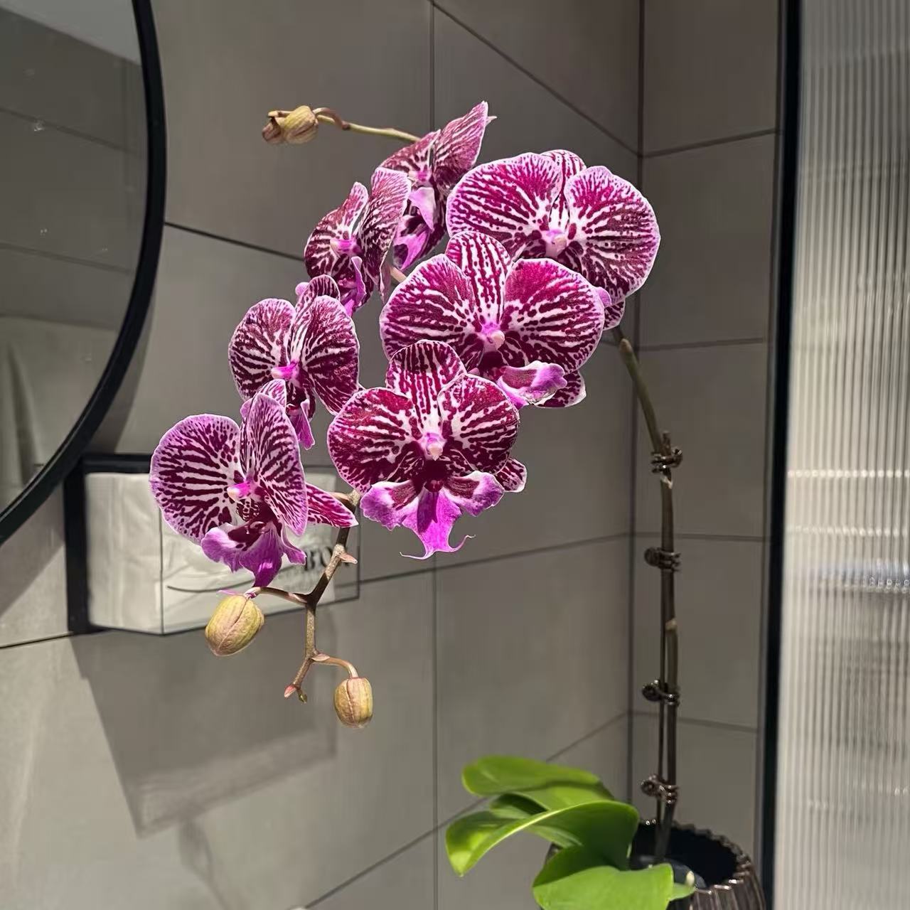 七色鱼蝴蝶兰年宵花