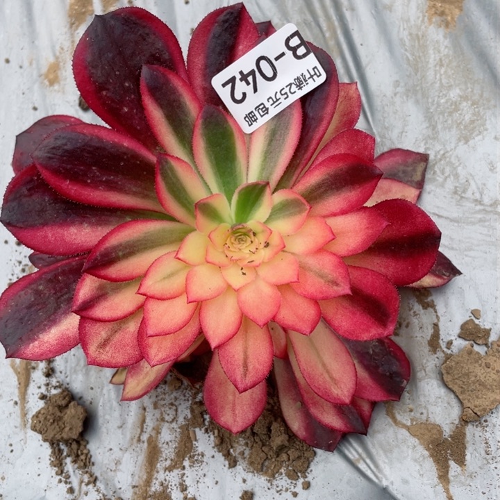 42黑膜锦多肉12344678