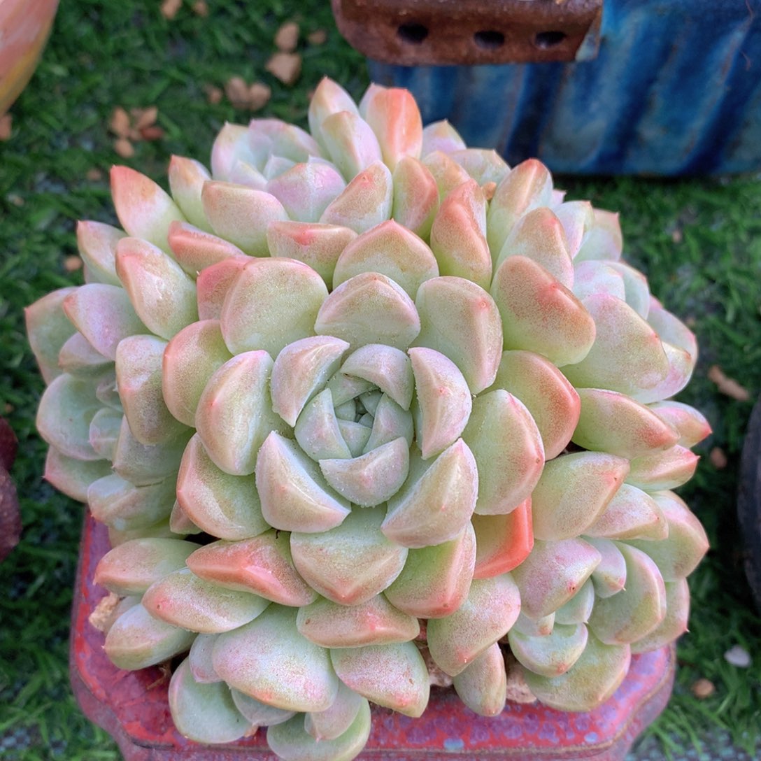 奶油美人12 公分一物一拍