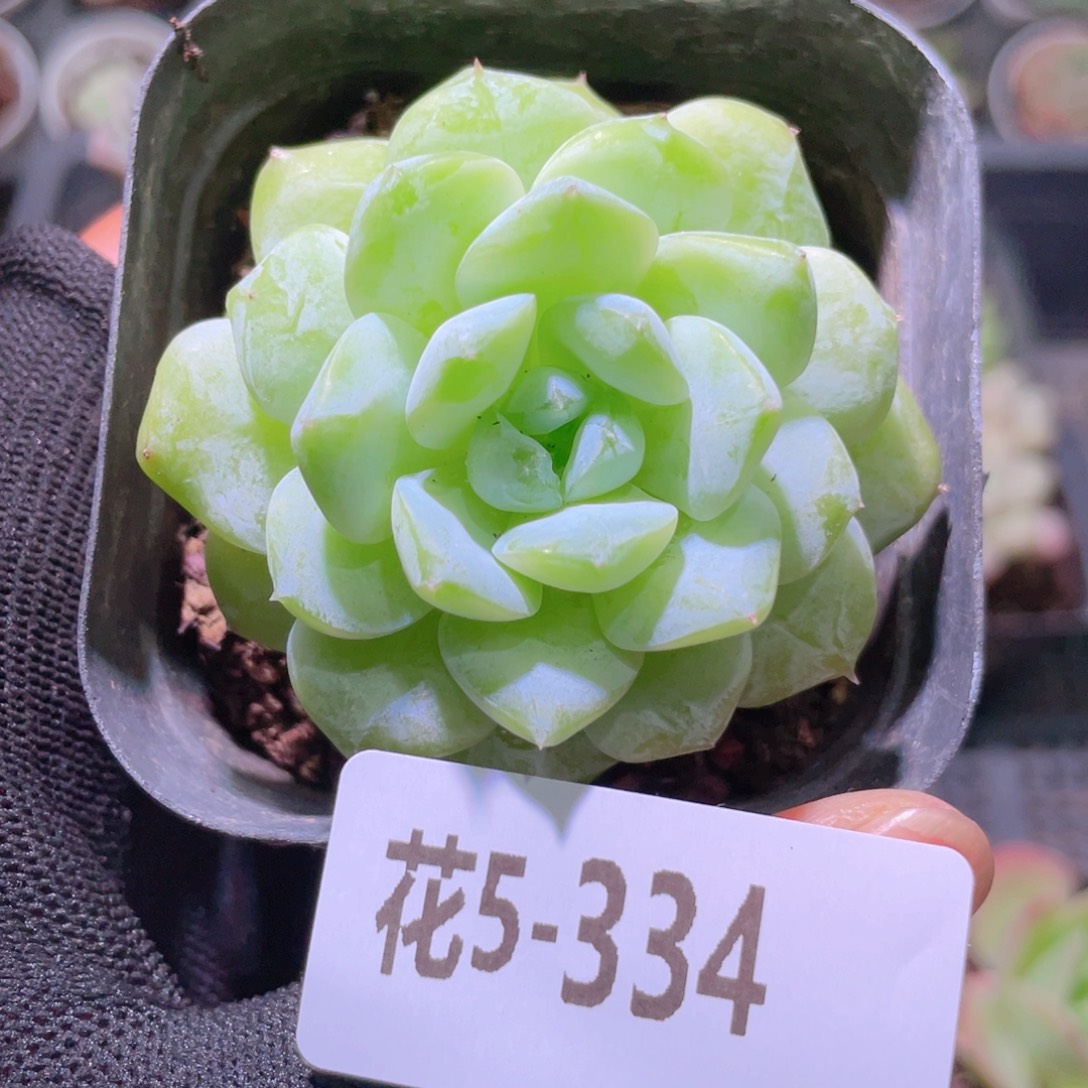 花利美5-334新品 