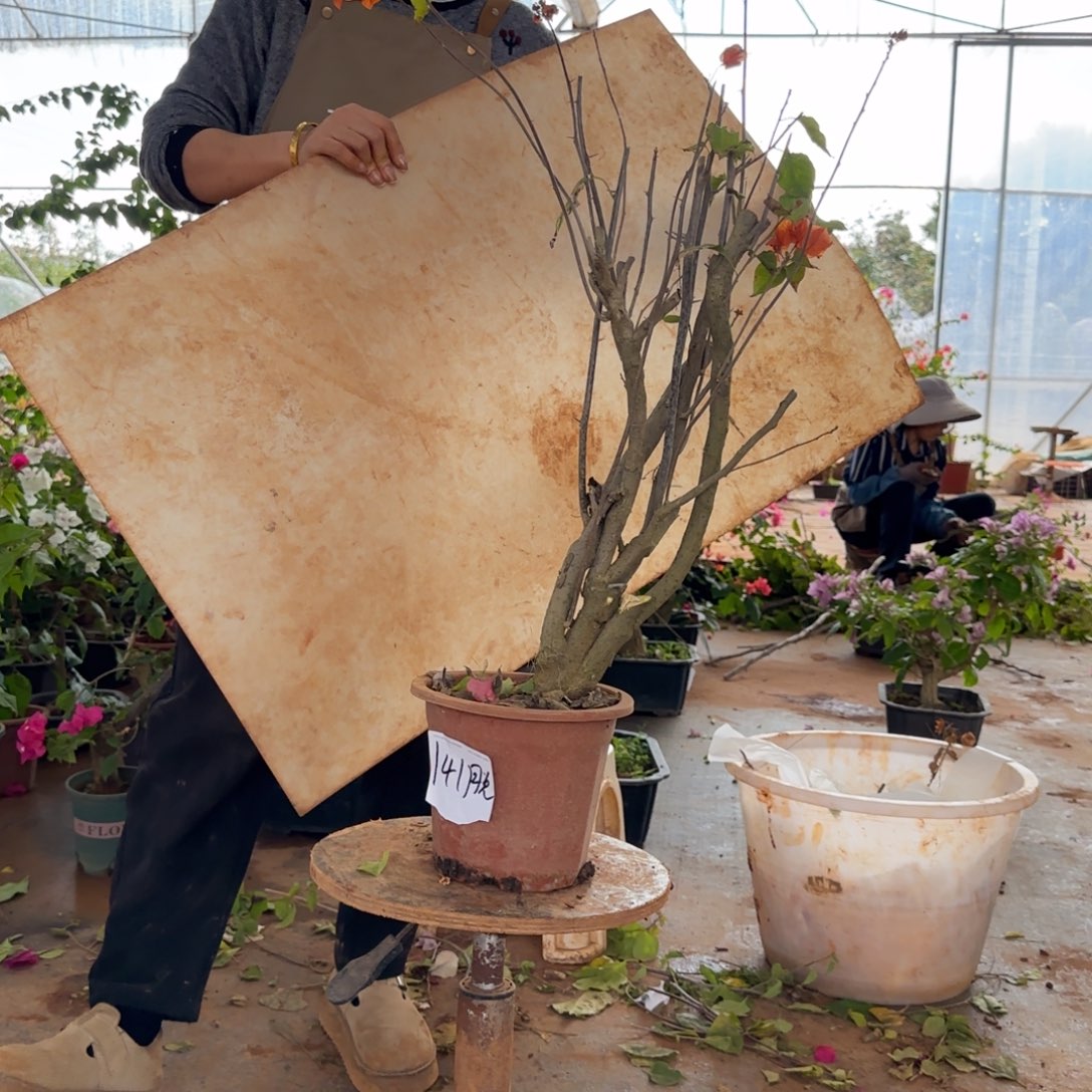 大部分花苞少量开放绿叶橙 141脱