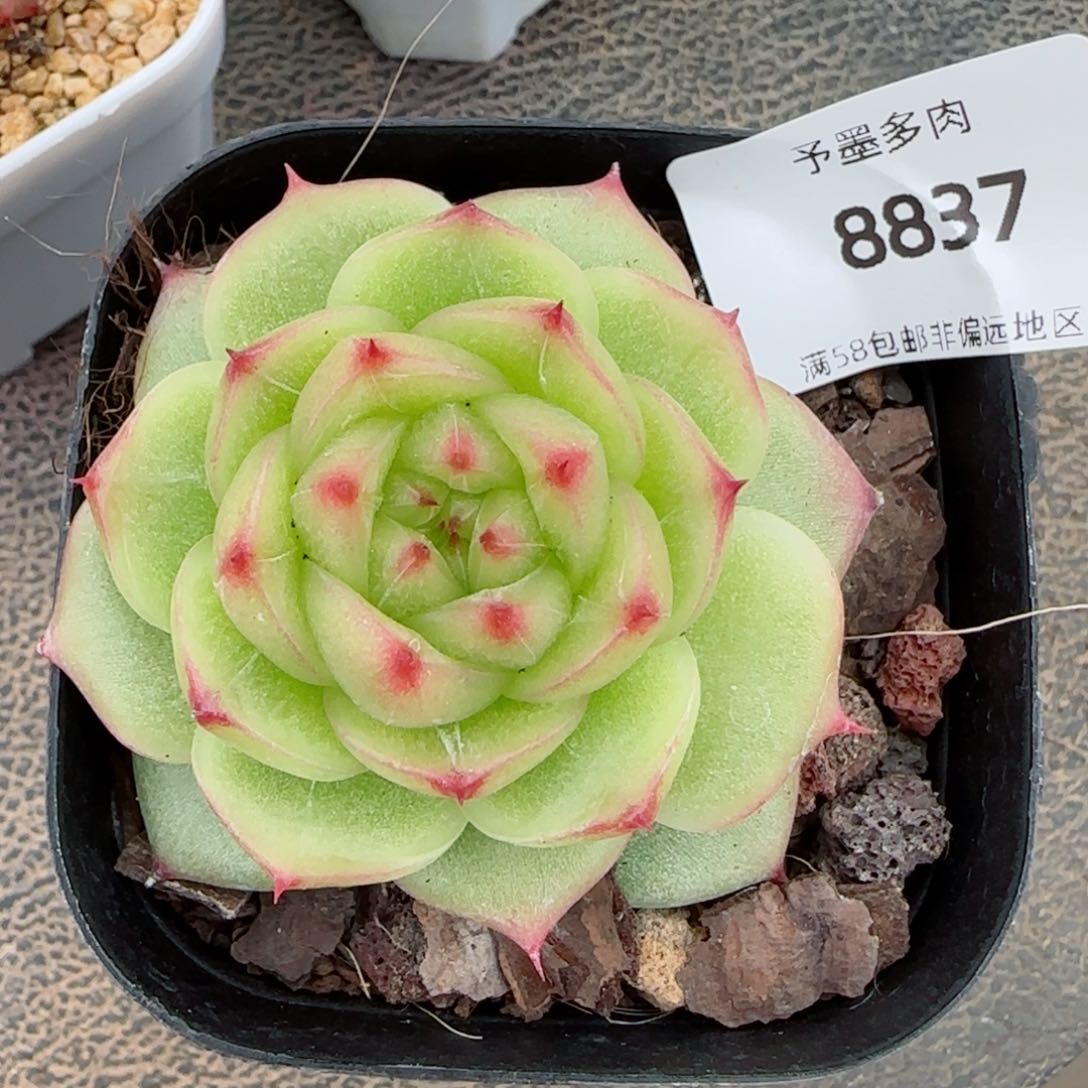 绿透，8837多肉植物