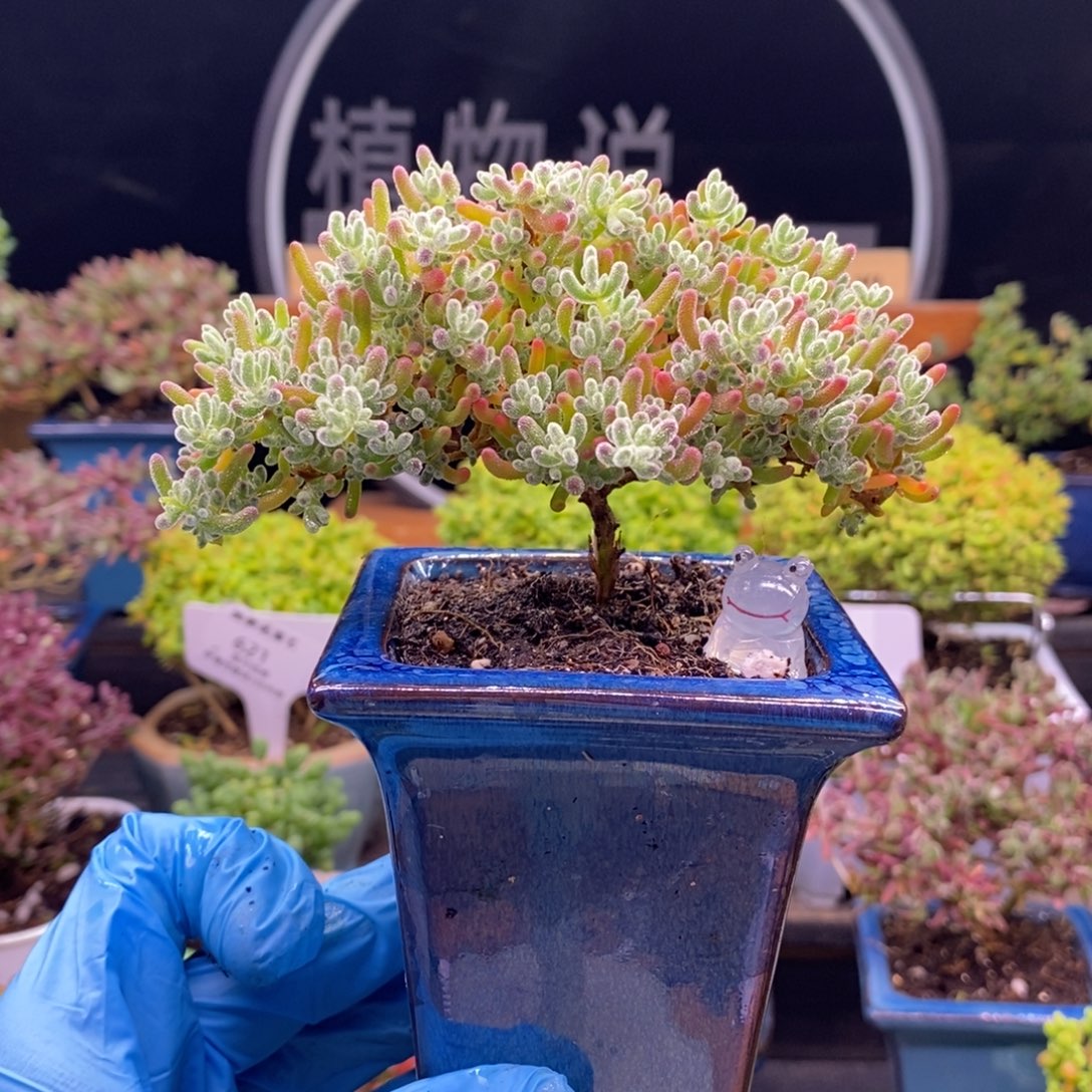 向***葵608冰晶。        