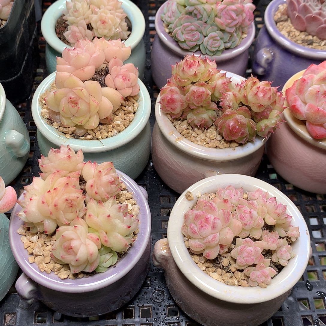 精控拇指盆11.26822