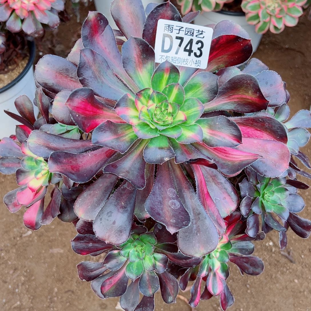 743花蝴蝶雨子多肉植物
