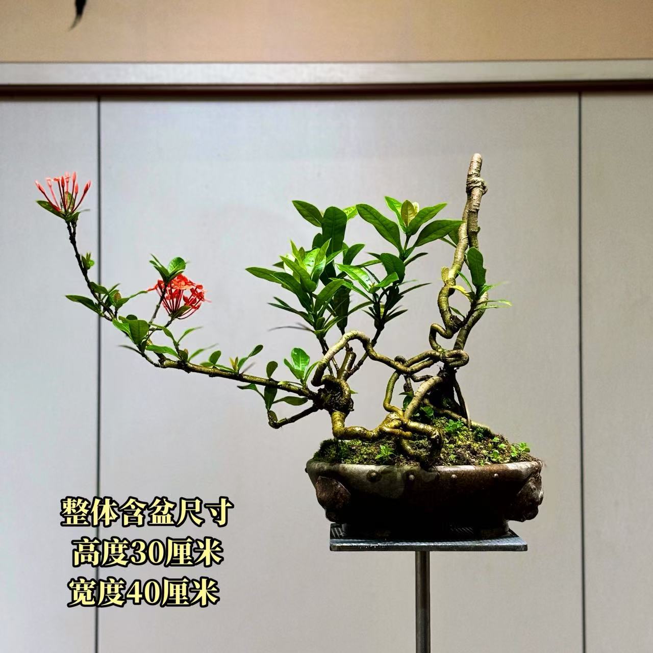 【叶胜园艺】精品小叶龙船花功夫桩盆景