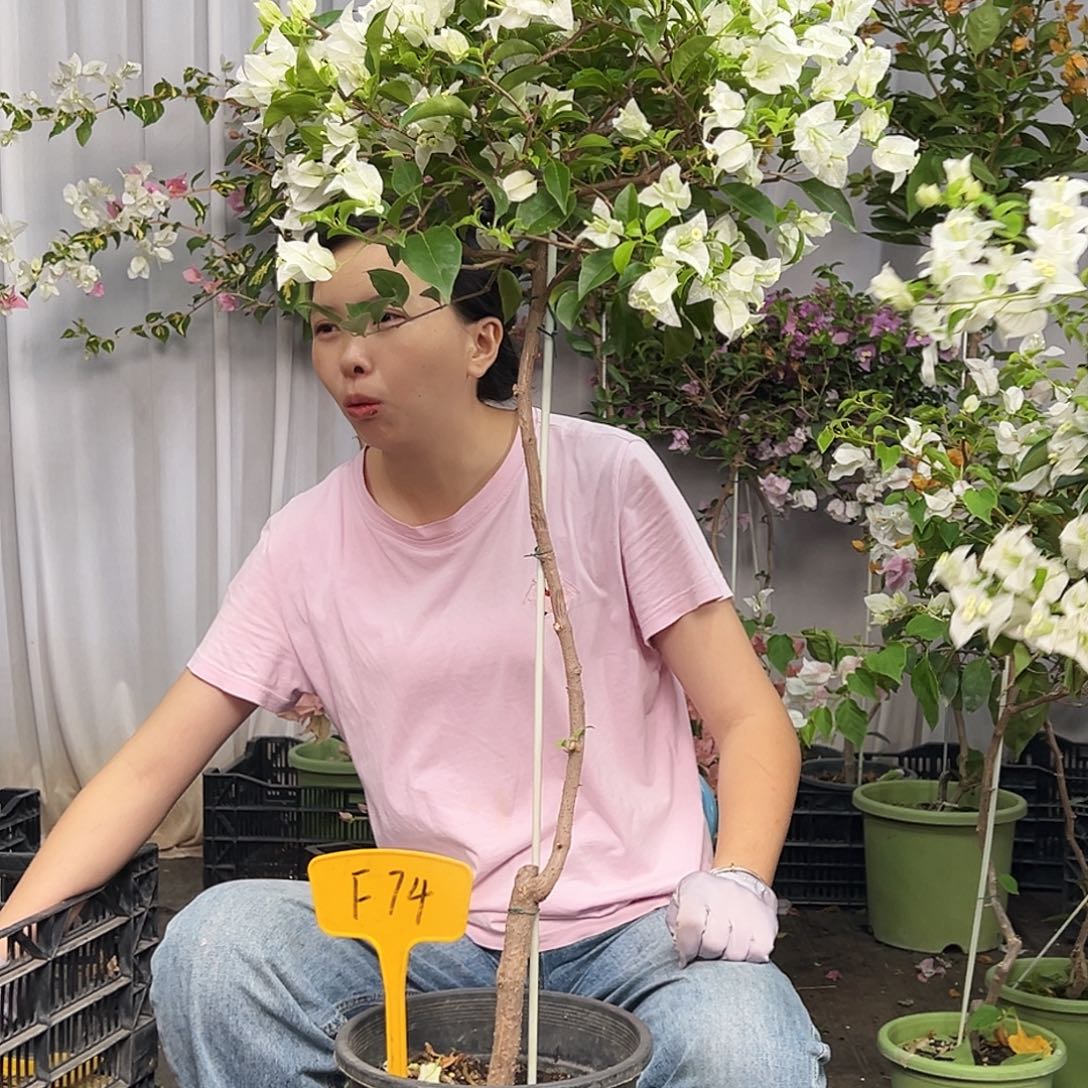 藤***麻当前无花栽培后可以开花F74白雪