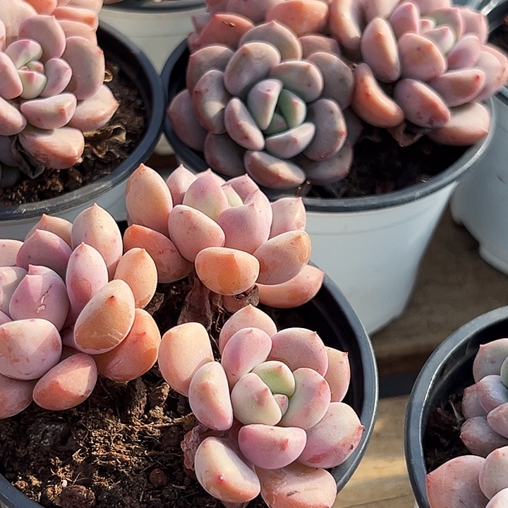 三头      老桩     白露