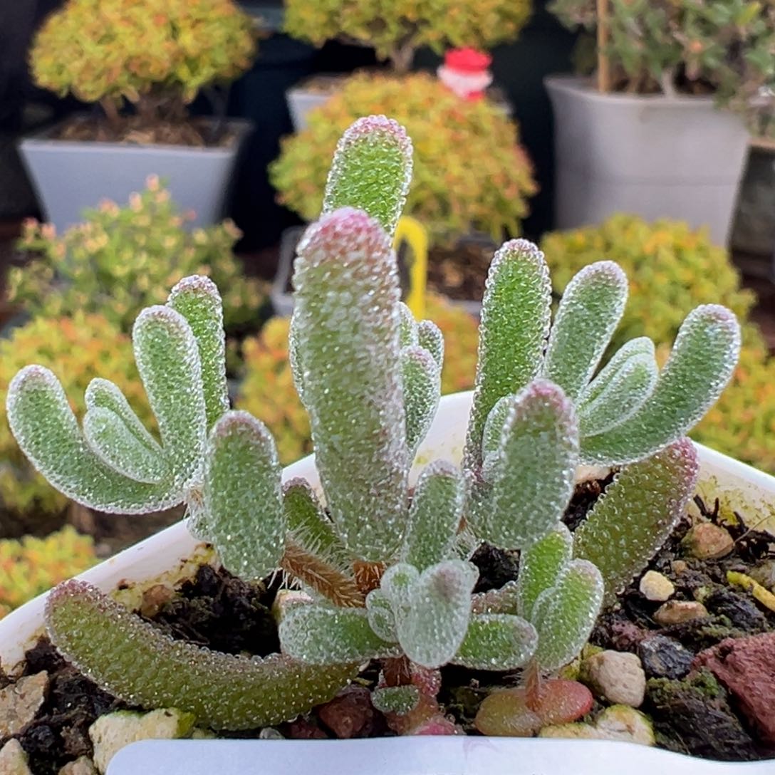 财***兔dy3664实生只闪冠幅3.5cm