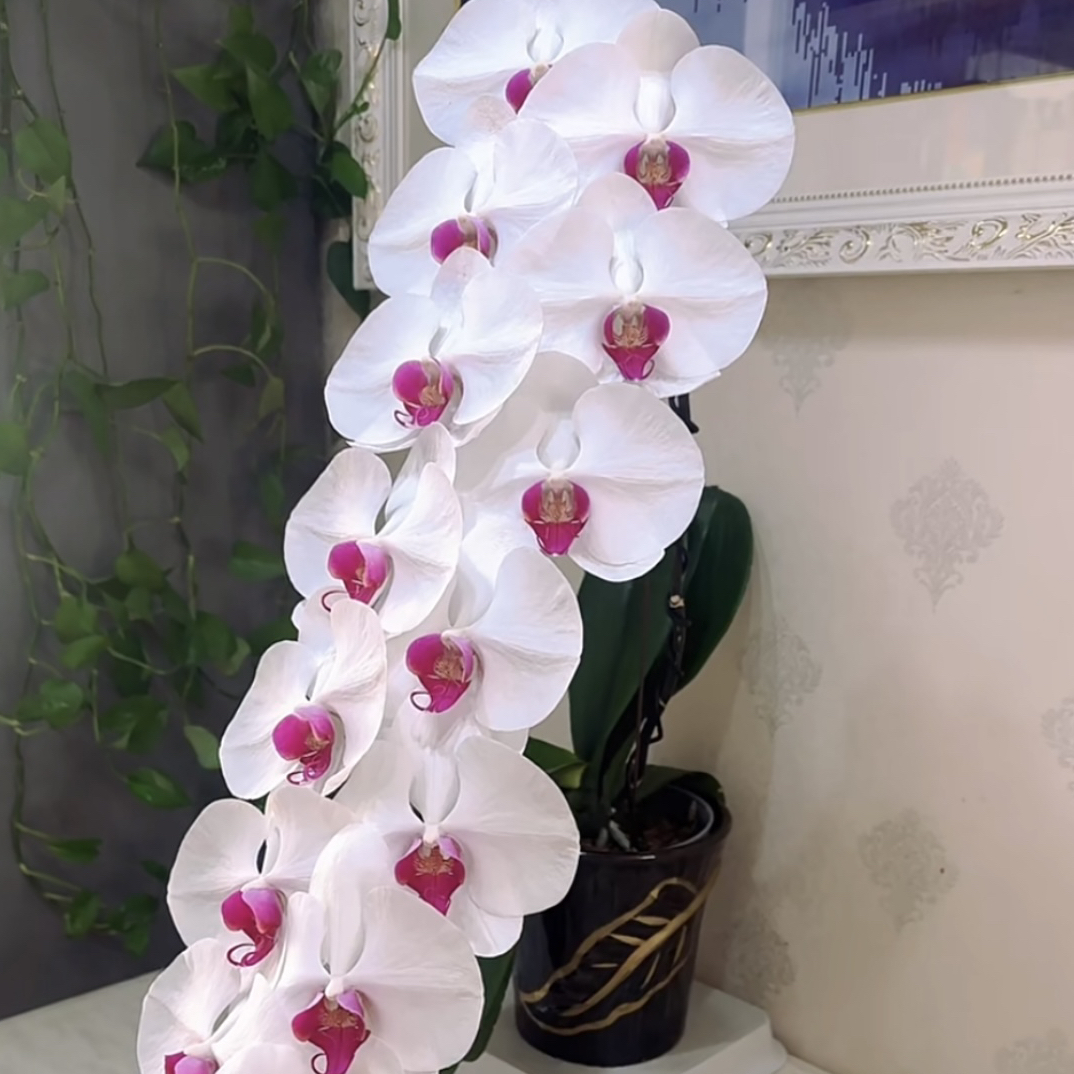 大花型【白花红心】2.8寸杯带剑，【累计两颗包邮】