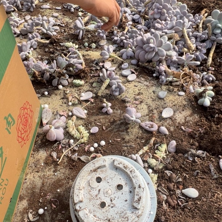 H***．瑕疵奶酪不包售后