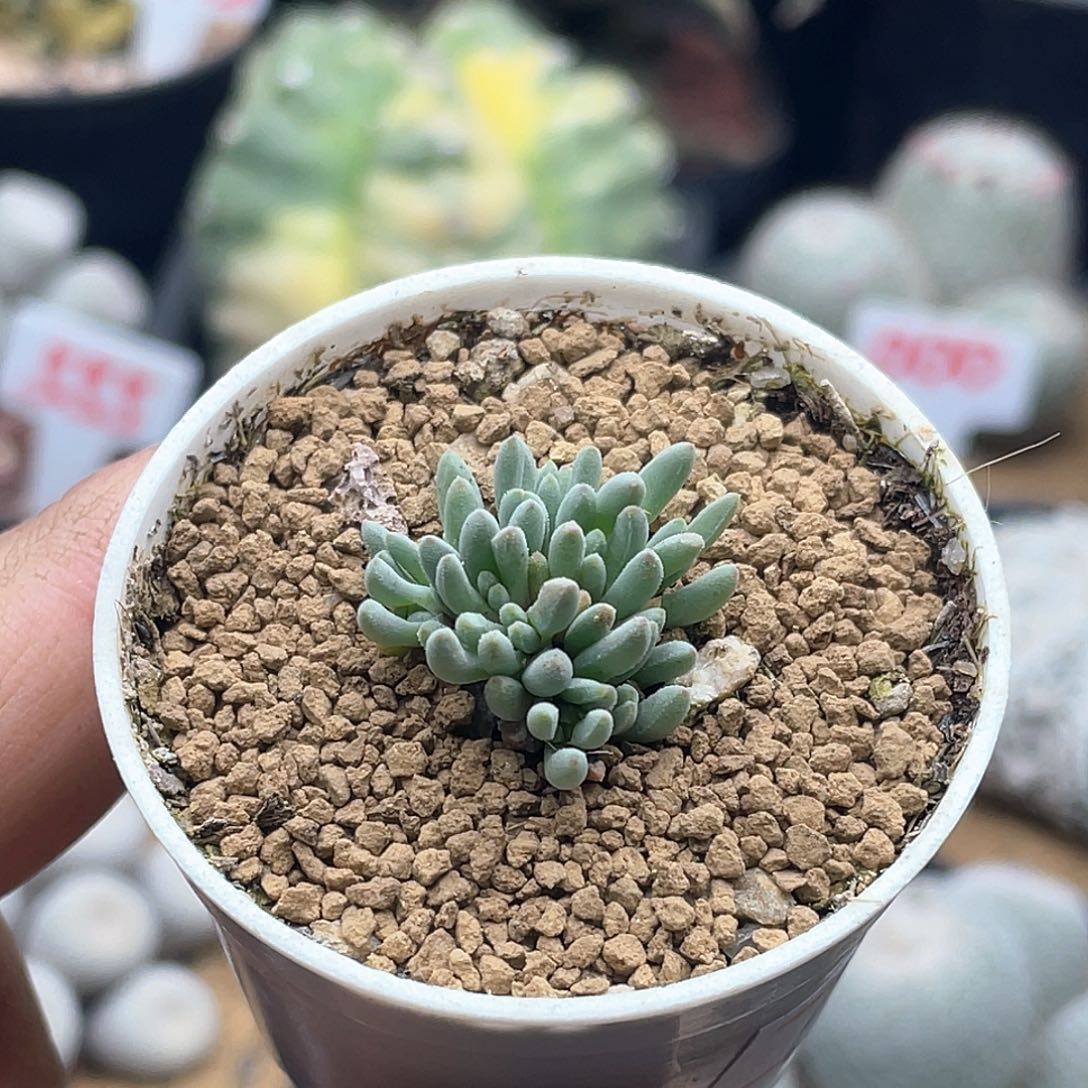 葵珊瑚 妖精森林 致远多肉