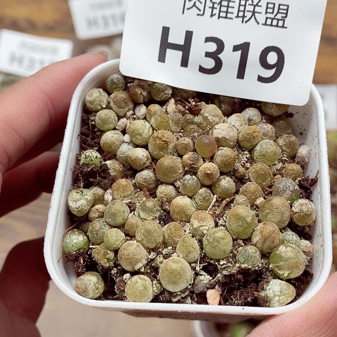 319呃呃呃呃呃呃呃呃呃呃呃呃