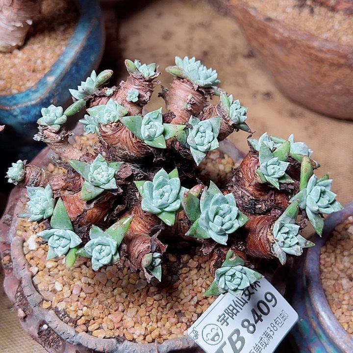 8409绿体苹果叶仙女杯多肉