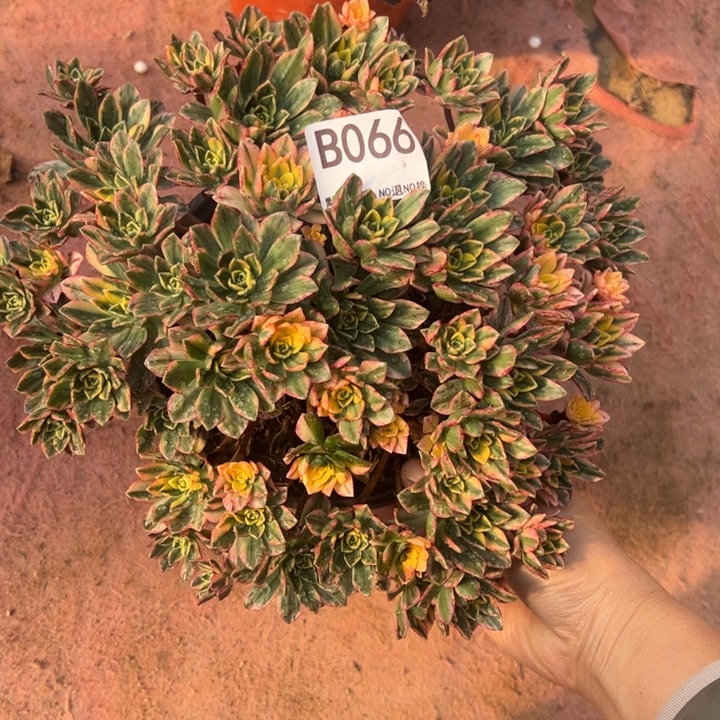 甜茶多肉植物066.