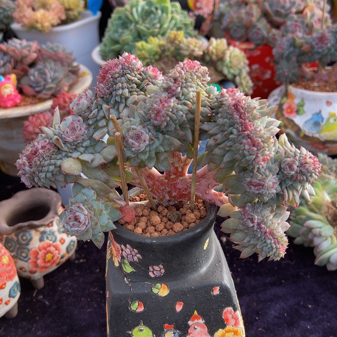 树莓红茶冰魄缀化