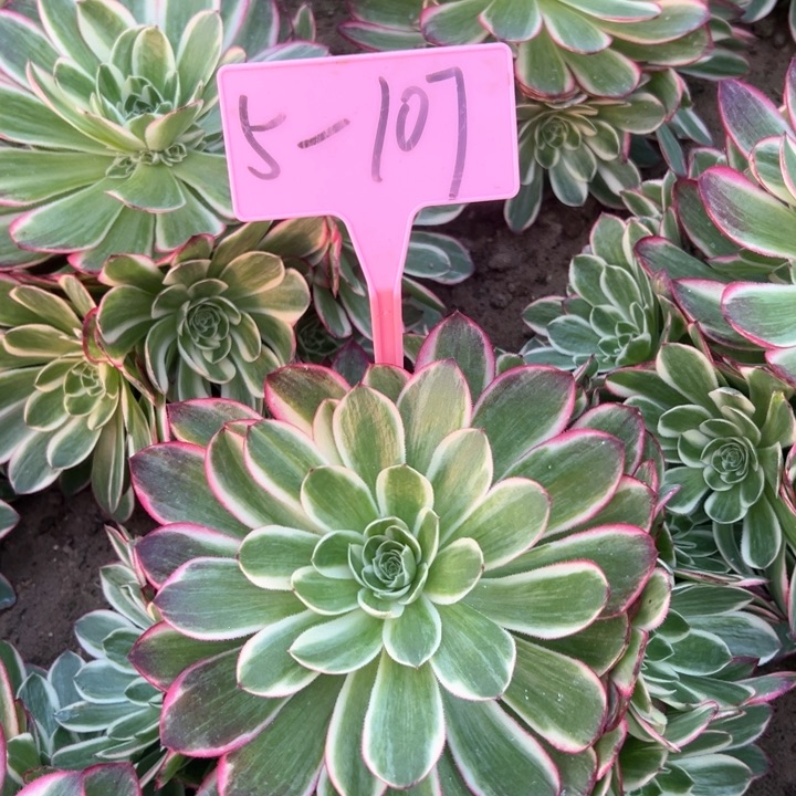 5-107海王多肉植物