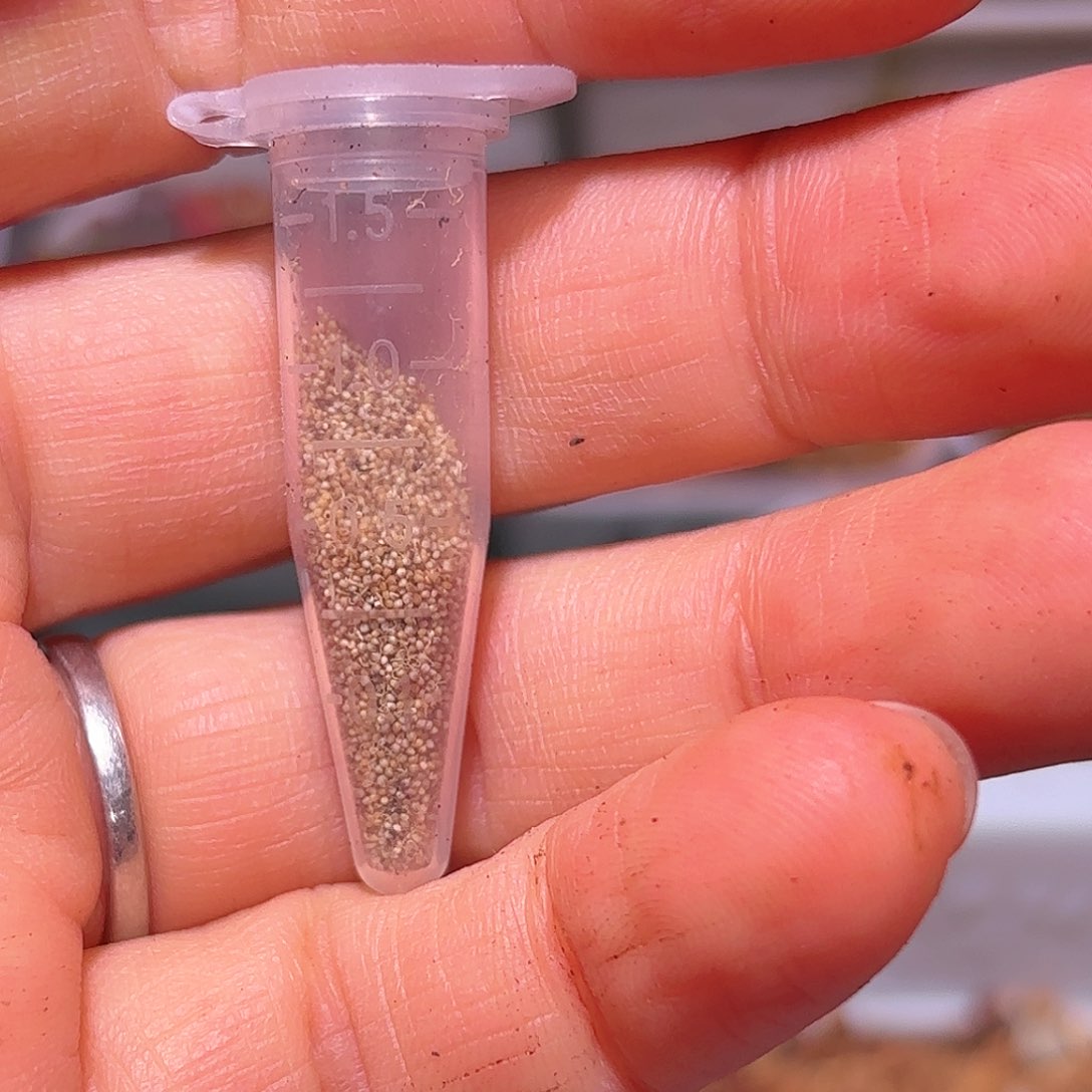 30粒五十铃玉锦种子