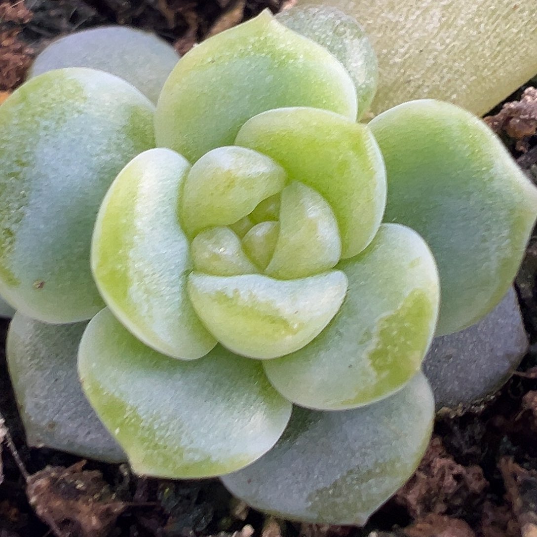 Bl70。风花雪月。  