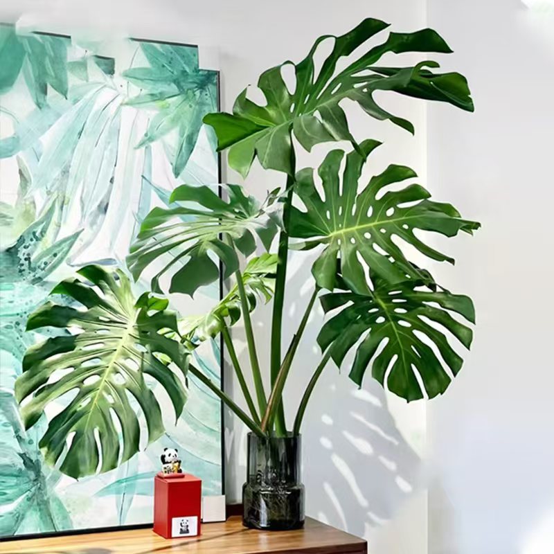 【0.9-1米】AAA级老桩龟背竹净化空气不带瓶子裸根