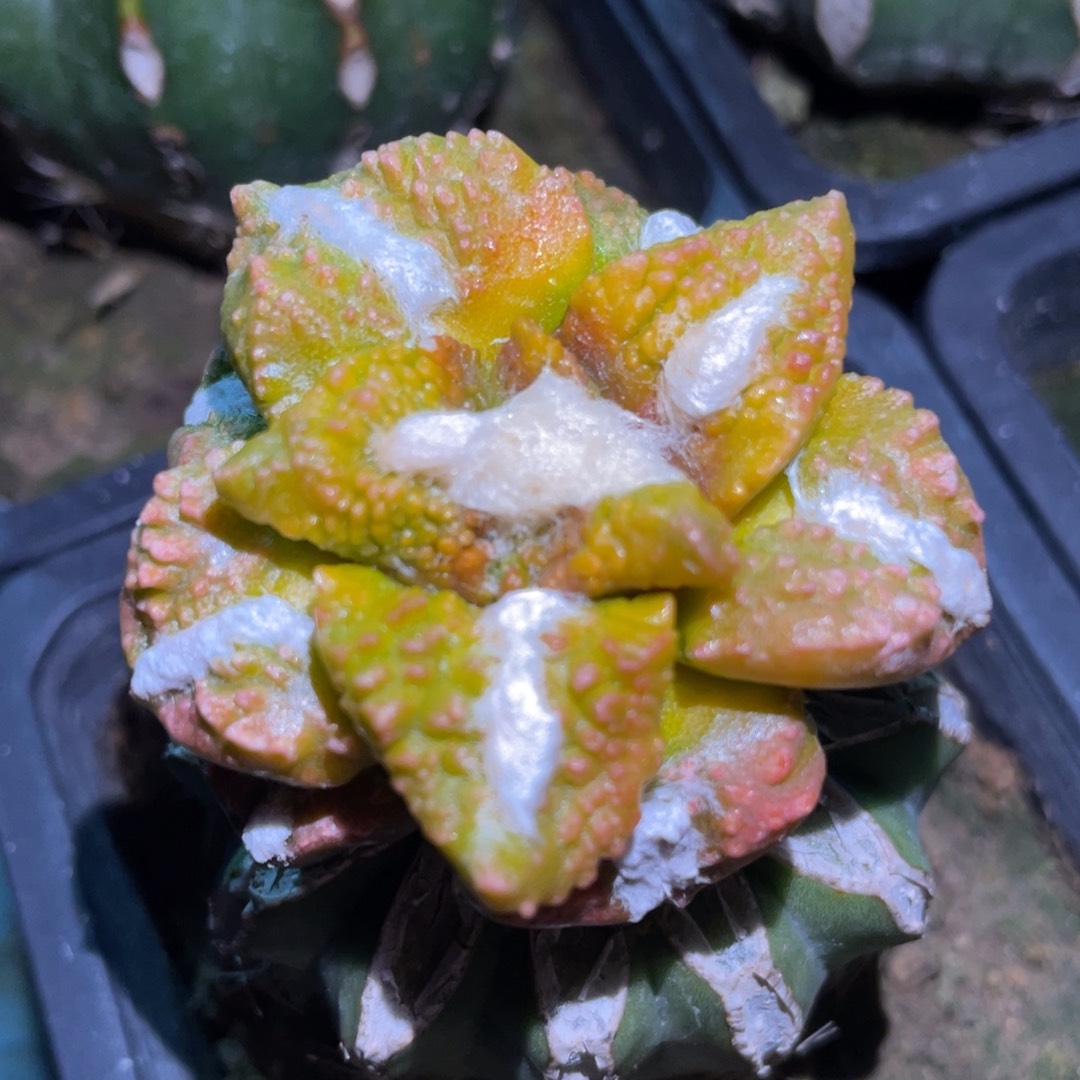 丸犹中筋 龟甲连山牡丹锦 仙人球