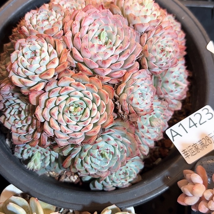 幸运的是我的朋友