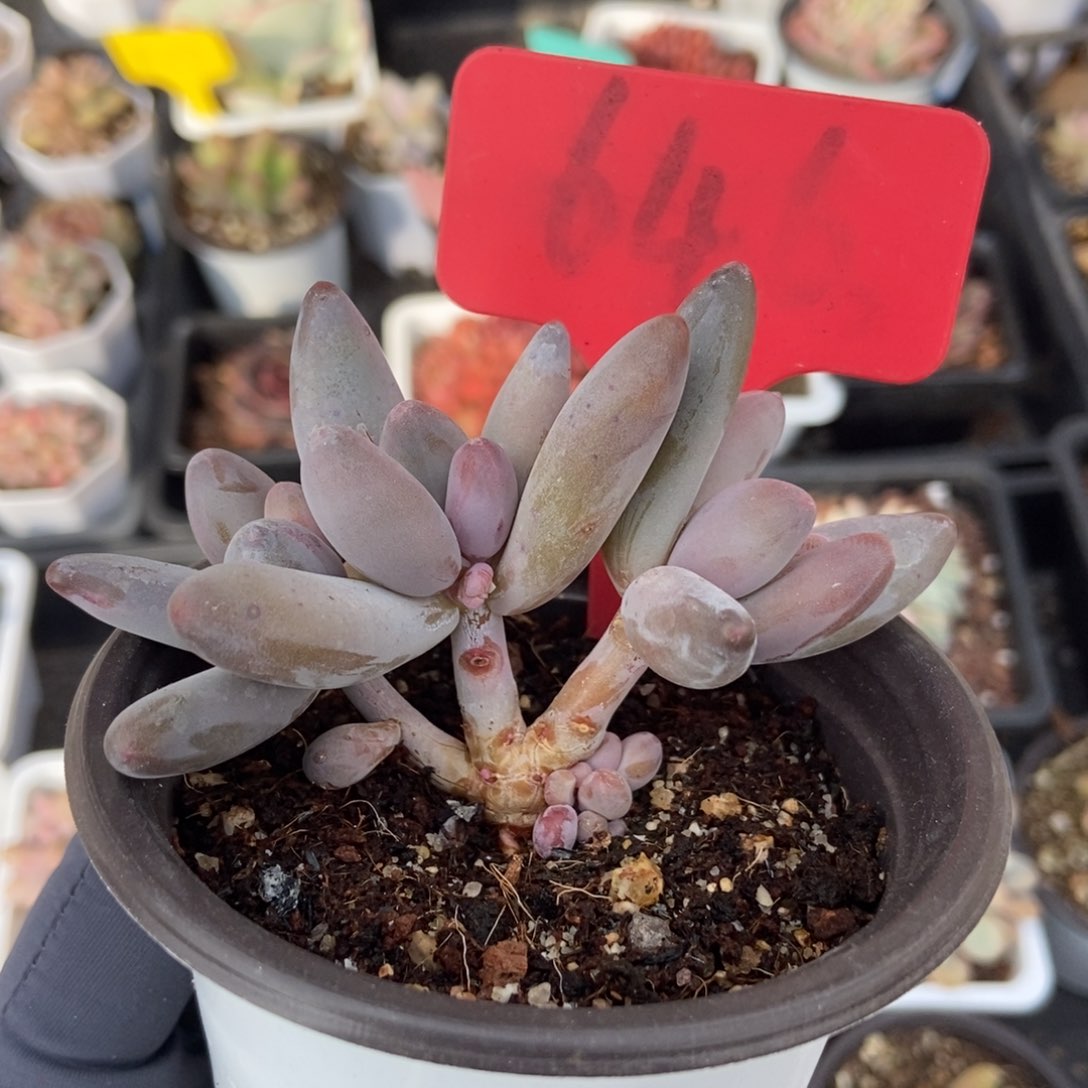 646白兰地多肉植物保护