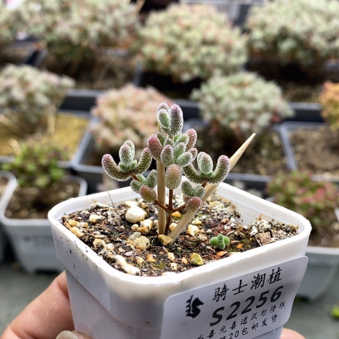 2256实生精控优选冰晶