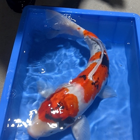 海水鱼赤木芒果昭和