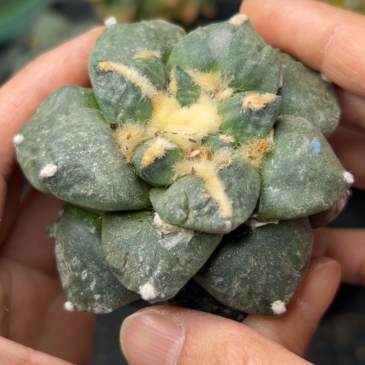 52  有根 仙人球的故事