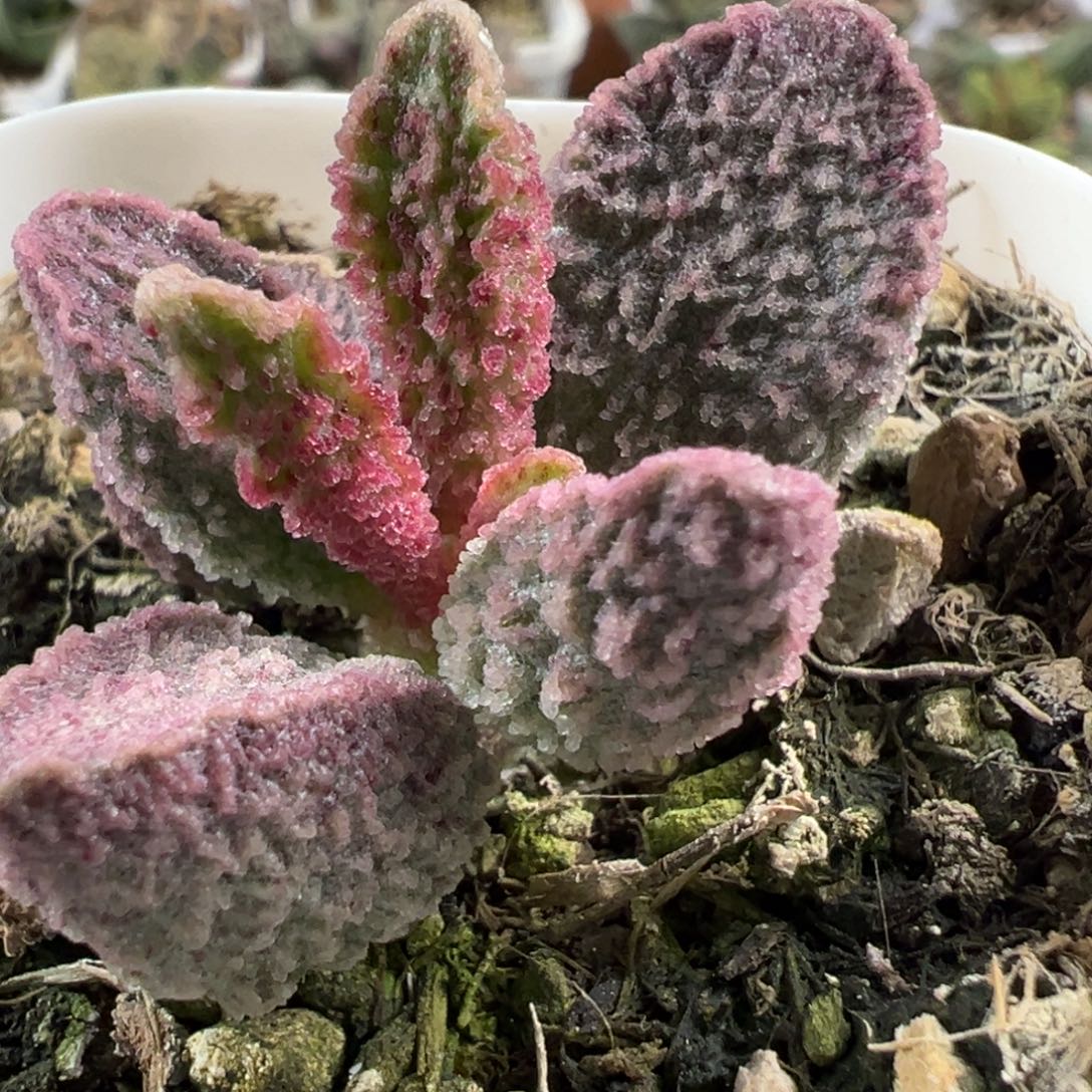 实生新品多肉植物水泡多肉植物