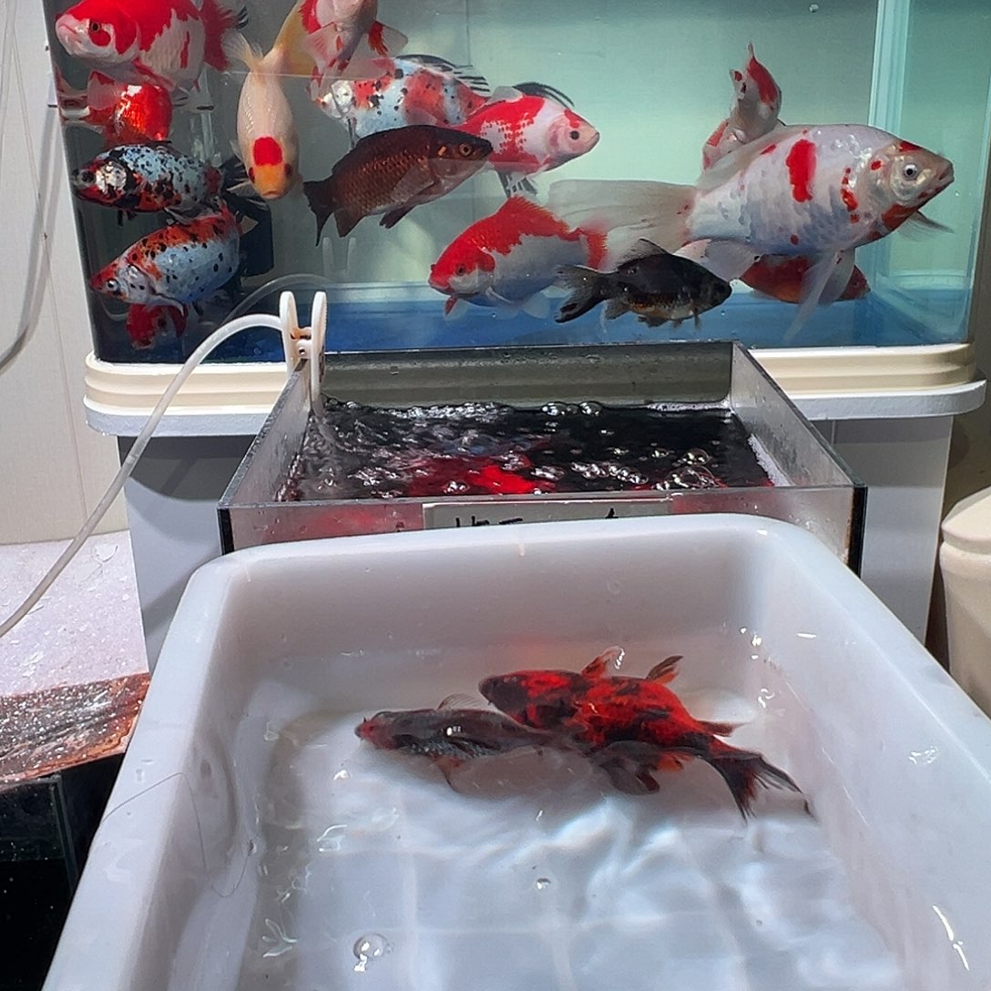 茶***）海水观赏鱼福利多多啊