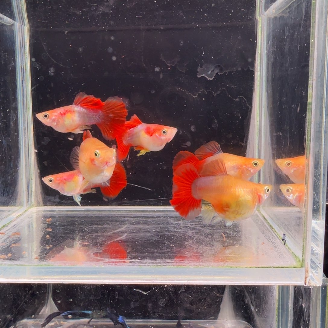 孔雀鱼黄爆球3对孔雀鱼