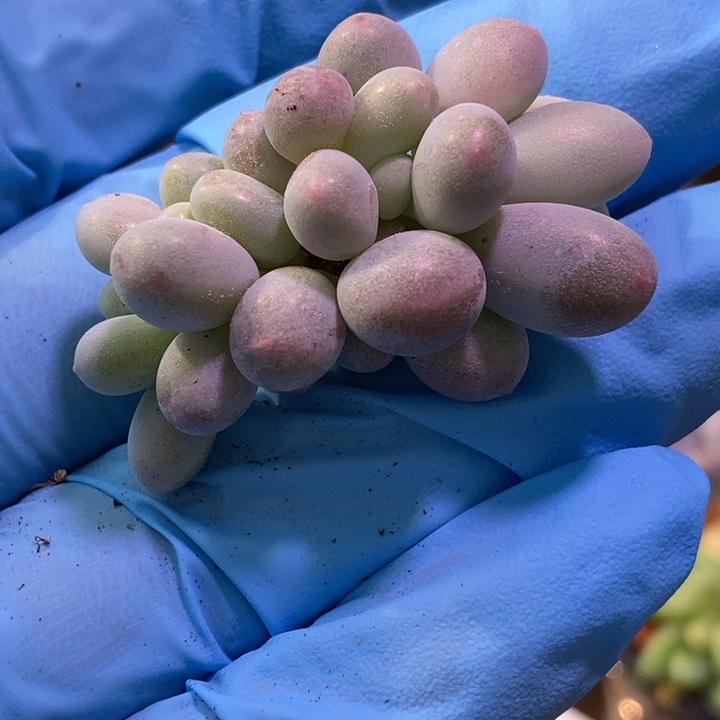 不知名奶酪多肉植物多肉植物