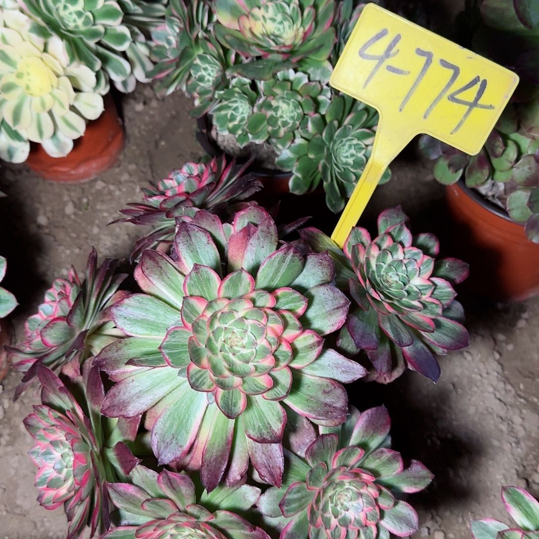 4-774--多头多肉植物大战