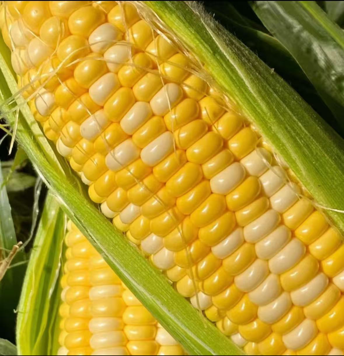 云南甜脆水果玉米