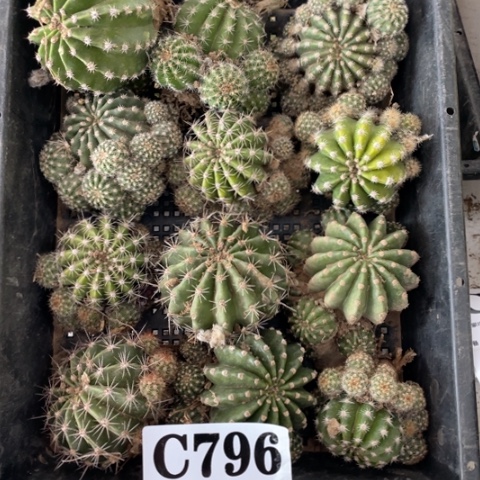 采草毛花柱c 796
