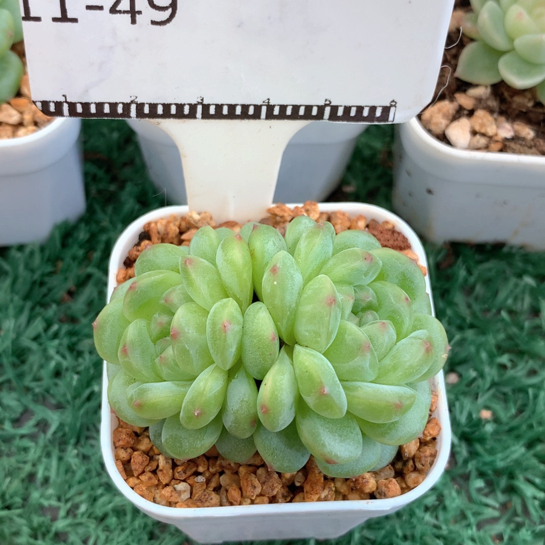 遥遥领先珍妮福利58包邮