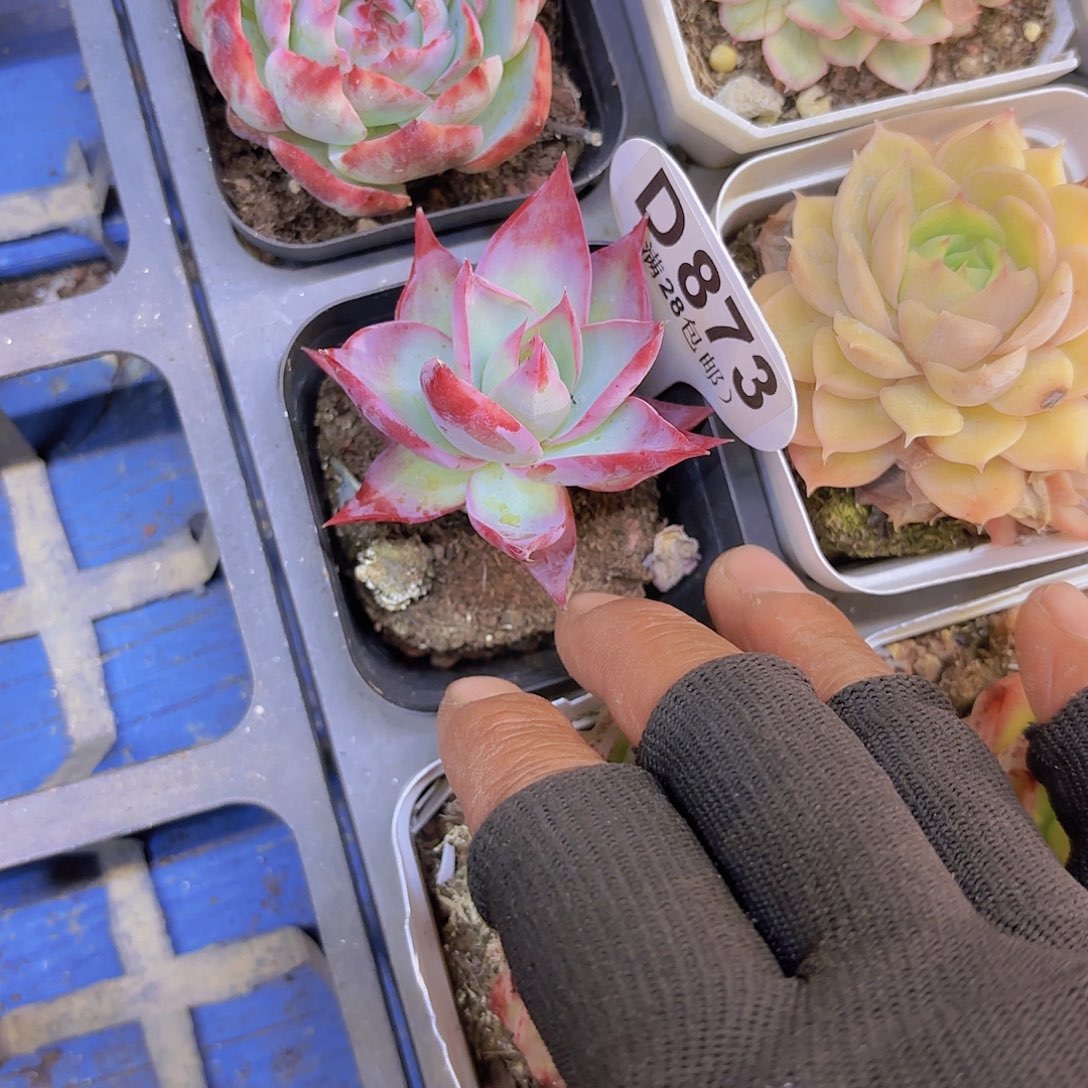 D873惊鸿仙子一物一拍