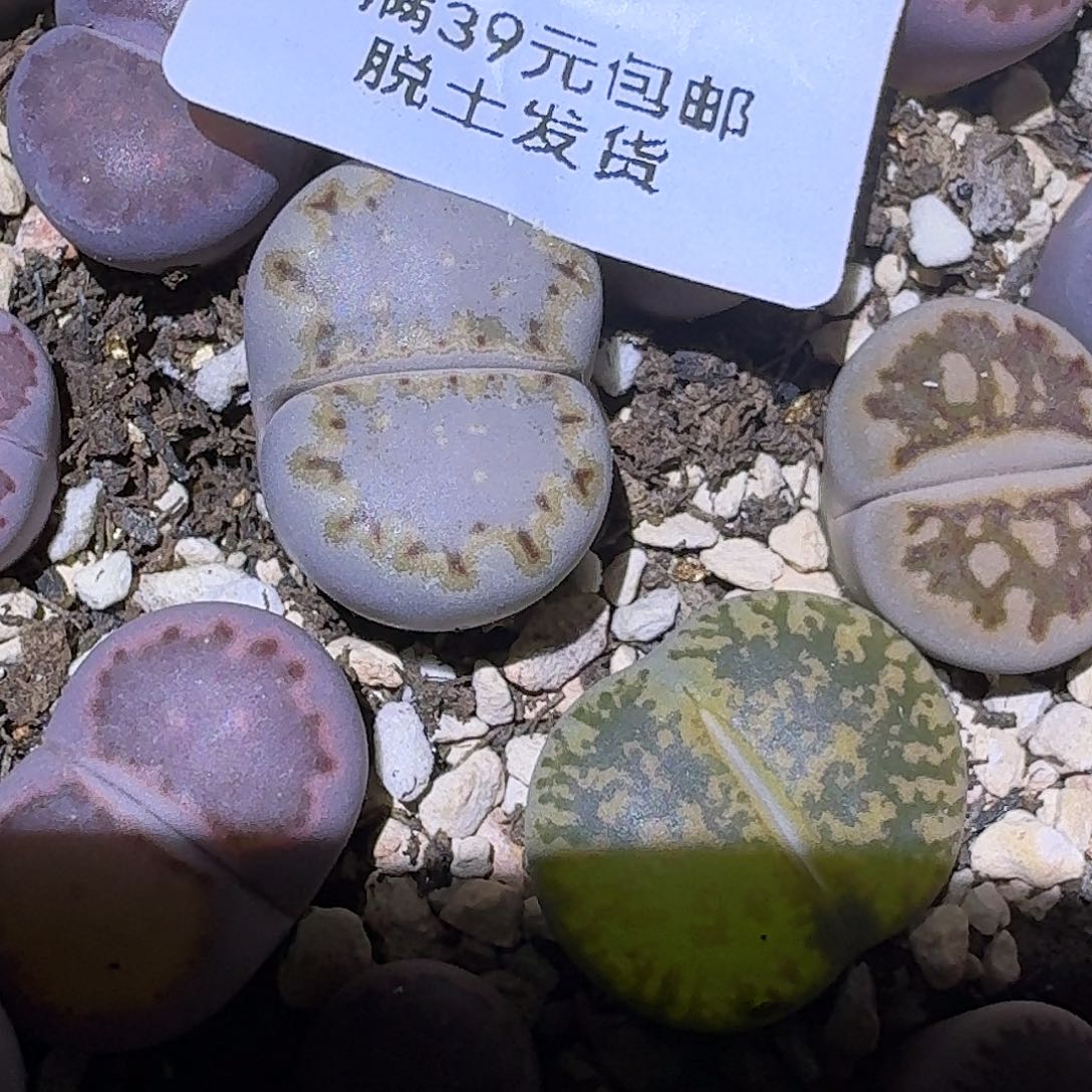 729腿略高介意勿拍
